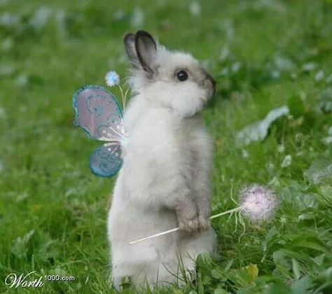 An angel with wings (bunny) how cute is this?  Happy 1st day of Spring!  Missing you mom everyday !! Fluffy Bunny, Bunny Pictures, Fairy Land, Pixie Dust, White Rabbit, The Grass, Cute Bunny, Animals Friends, Baby Animals