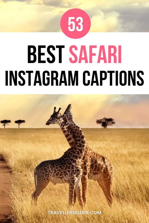 Best safari Instagram captions & quotes Caption For Zoo Pictures, Africa Travel Quotes, Quotes About Wildlife, Captions For Zoo Pictures, Lion Captions Instagram, Giraffe Quotes Inspiration, Wildlife Captions For Instagram, Zoo Quotes For Instagram, Safari Instagram Story