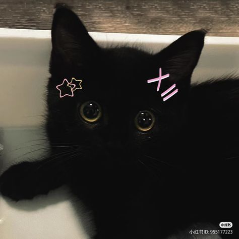 A Black, Black Cat, Pink, White, Black