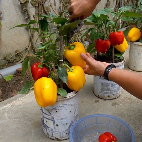 Bell Pepper Growing, Diy Balcony Garden, Pepper Growing, Pepper Garden, Growing Bell Peppers, Diy Balcony, Plastic Containers, Bell Peppers, Bell Pepper