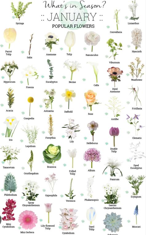 In Season January, Flowers And Names, Flowers In Season, January Flower, Flower Shopping, Flower Chart, Online Florist, Popular Flowers, Flower Guide