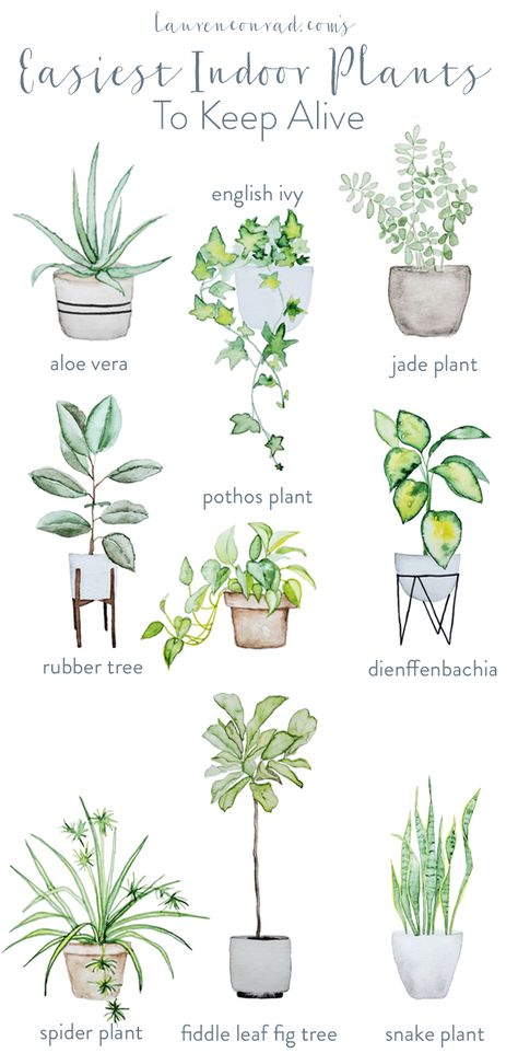 The easiest, and prettiest, house plants to keep alive Kaktus Dan Sukulen, Easy Indoor Plants, Fiddle Leaf Fig Tree, Pothos Plant, Rubber Tree, Jade Plants, Money Ideas, Spider Plants, Natural Home Decor