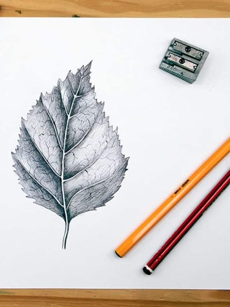 Leaf Drawing - Learn How to Draw Different Leaves! - artincontext.org Draw A Leaf, Drawing A Leaf, Leaves Drawing Pencil, Leaf Shading, Drawing Leaf, Realistic Leaves Drawing, Leaves Drawing Sketches, Realistic Leaf Drawing, Leaf Drawings