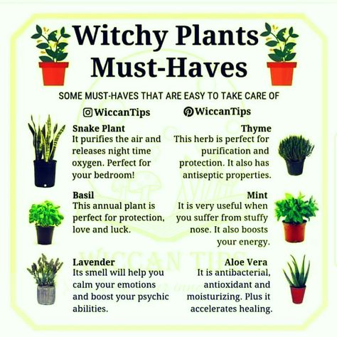 Witch Plants, Witchy Garden, Magickal Herbs, Witch Herbs, Plant Magic, Plant Care Houseplant, Witch Garden, Magic Herbs, Wiccan Witch