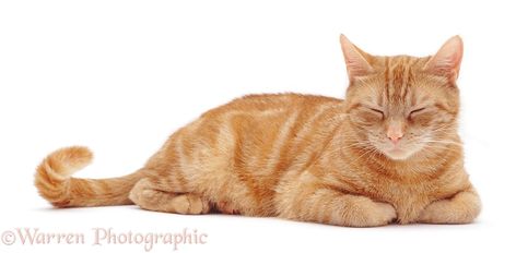 Ginger Female, Female Cat, Cat Anatomy, Cat Background, Cat Oc, Cat Reference, Warrior Cats Art, Ginger Cat, Cat Pose