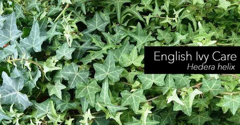 The English Ivy, care as a houseplant is not difficult for those just starting out or seasoned indoor plant veterans. English ivy (Hedera helix) is probably one of the most durable of all houseplants, but care must be taken with watering. Like many ivies, the English ivy does not like drying out for long periods … English Ivy Care, Poison Plants, Ivy Plant Indoor, English Ivy Plant, Toxic Plants, Pet Crafts, Hedera Helix, Growing Greens, Cat Plants