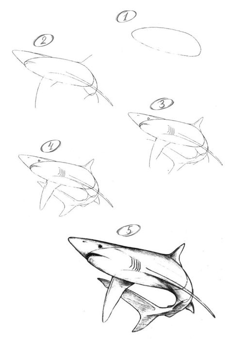 How to draw a blue shark with a pencil step-by-step tutorial. #drawing #drawings #drawingsketch #drawingart #drawingtutorial #drawingtutorials #learndrawing #tutorialdrawing #pencildrawing #pencilsketch #pencilart #drawinganimals #shark #blueshark #oceananimals How To Draw Sea Creatures Step By Step, Blacktip Reef Shark Drawing, Shark Sketch Easy, Blue Shark Drawing, How To Draw A Shark Step By Step, Shark Sketch Drawing, Whale Shark Drawing Sketches, Thresher Shark Drawing, Shark Drawing Reference