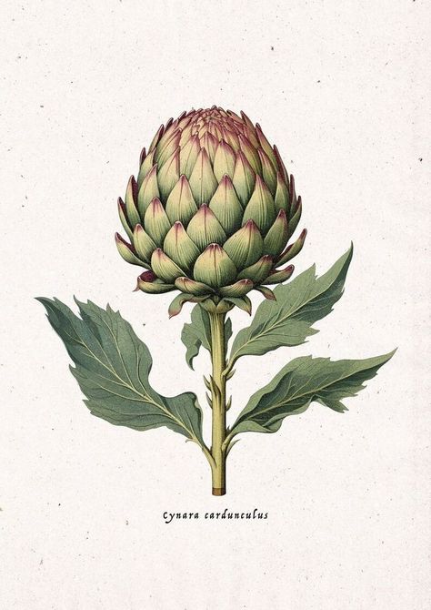 Artichoke Botanical Illustration, Vintage Plants Illustration, Botanical Vintage Illustration, Vintage Botanical Prints Flowers, Artichoke Drawing, Artichoke Illustration, Artichoke Tattoo, Vintage Botanical Drawings, Artichoke Art