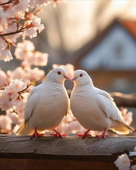 Couple DP Collection for Love Birds Pretty Place Chapel, Dp Collection, Elephant Photography, Dove Pictures, Beautiful Scenery Photography, Iphone Wallpaper Stills, Vintage Flowers Wallpaper, Dp Images, Couple Dp