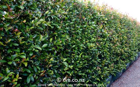 https://flic.kr/p/qk15wc | Syz. 'Brilliant' (lilly pilly, Eugenia) - $250/m, 100L hedge bag | Syzygium australe 'Brilliant' Hedge from Twining Valley Nurseries' Living Walls™ range of instant hedges www.tvn.co.nz/living-screen Rustic Country Homes, Lilly Pilly, Fence Plants, Living Walls, Plant Vase, Back Gardens, Easy Garden, Living Wall, Garden Trees