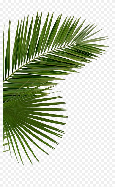 Youtube Avatar, Palm Tree Png, Tree Photoshop, Leaves Png, Photo Elements, Design Mockup Free, Palm Tree Leaves, Photoshop Tutorial Design, Birthday Flyer