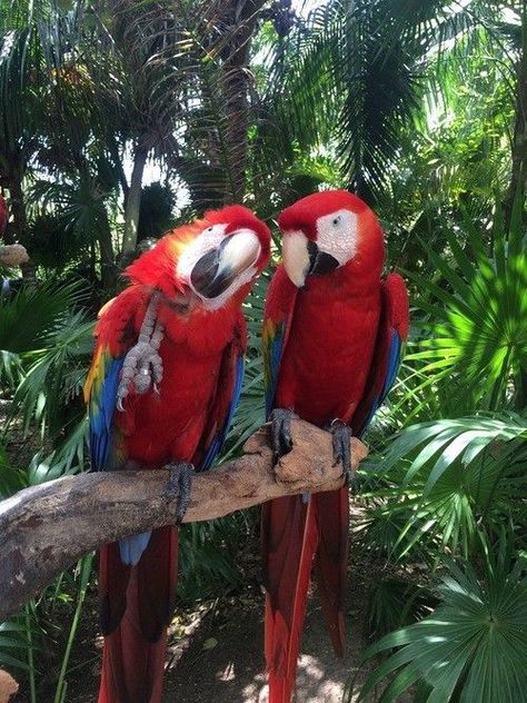 Junglecore Aesthetic, Cancoon Mexico, Ecuador Wallpaper, Jungle With Animals, Parrot Aesthetic, Brazil Life, Brazil Culture, Tropical Animals, Brazil Travel