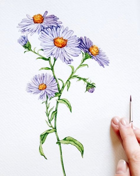 It's September! Aster is September's birth month flower 💜 . . #aster #asterflower #watercolorbotanical #watercolorflowers #flowerpaintingclub #floraldesign Aster Flower Tattoos, Books Packaging, September Aster, Plant Drawings, Watercolor Botanicals, Packaging Stationery, September Birth Flower, Aster Flower, Interior Wall Decor