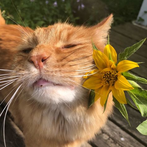 Kiss Me Sunshine — Jack meets a sunflower 🌻 Orange Cats, Moustaches, Cat Boarding, Ginger Cats, Cat Person, Cat Aesthetic, 영감을 주는 캐릭터, Orange Cat, Silly Cats