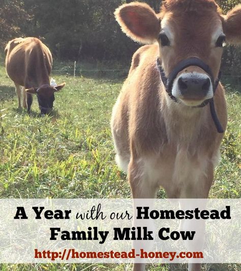 Family Milk Cow, Miniature Farm, Miniature Cows, Homesteading Animals, Raising Cattle, Sweet Cow, Raising Farm Animals, Mini Cows, Creme Brûlée