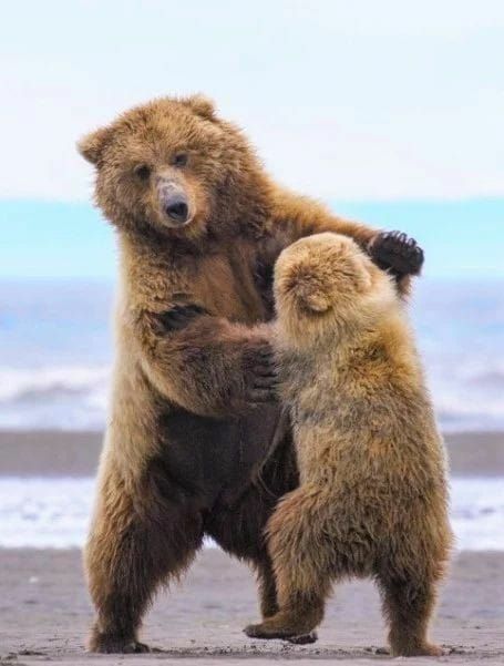 Grizzly Bear Kingdom  ·   Teaching Junior to dance😉 Photographer unknown https://www.facebook.com/savegrizzlybears/photos/a.897888806991234/2039777646135672/?type=3&theater Bears Dancing, Animals Dancing, Bear Dancing, Baby Panda Bears, Brown Bears, Bear Photos, Dancing Bears, Favorite Animals, Arizona Usa