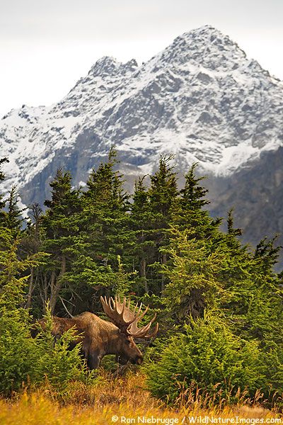 Fotos de alce, Chugach State Park, Alaska                                                                                                                                                                                 Más Mule Deer, Alaska Nature, Moose Pictures, Bull Moose, Matka Natura, Image Nature, Alaska Travel, Mountain Range, Aruba