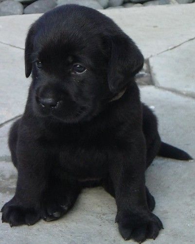 My lab puppy | My labs, decendants from the Dickendall line.… | Doy Tan | Flickr Black Puppy, Super Cute Puppies, Lab Puppy, Black Lab Puppies, Lab Dogs, Baby Animals Pictures, Cute Little Puppies, Lab Puppies