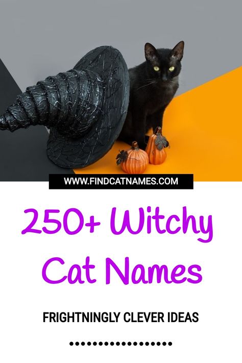 250+ Witchy Cat Names (Clever Naming Ideas) Cat Names Witchy, Goth Cat Names, Name For Black Cat, Witchy Pet Names, Black Cat Names Boys, Witch Cat Names, Weird Cat Names, Black Cat Names Female, Pet Names For Cats