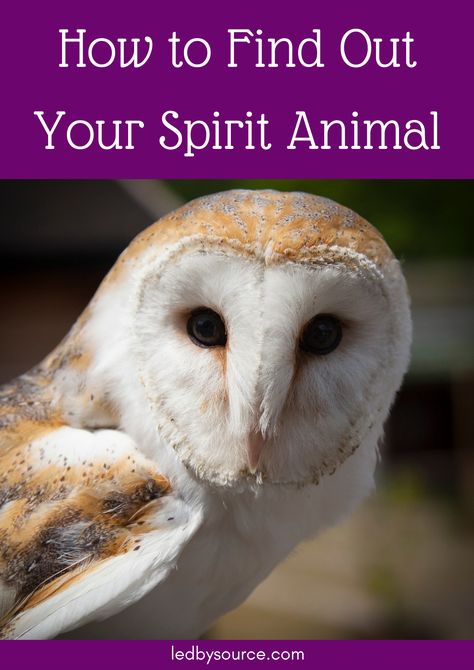 Spirit Animal Test, What's My Spirit Animal, Find My Spirit Animal, Animal Totem Spirit Guides, Spirit Animal Quiz, Whats Your Spirit Animal, Find Your Spirit Animal, Spirit Animal Meaning, Animal Meanings