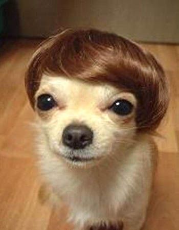 Ay chihuahua! K wanted me to repin this!  Where can we get a little wig for Dash?! Chien Shih Tzu, Chihuahua Funny, Funny Animal Photos, Cutest Animals, Funny Dog Pictures, Creature Feature, Puppy Pictures, Cute Creatures, Beetles