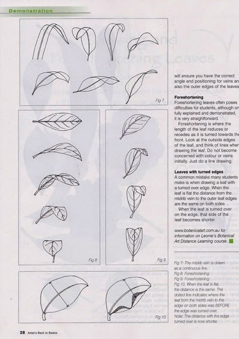 Botanical Art Drawing, Draw Leaves, Sketches Ideas, Botanical Line Drawing, Flower Drawing Tutorials, Master Drawing, Flower Art Drawing, Flower Sketches, Leaf Drawing