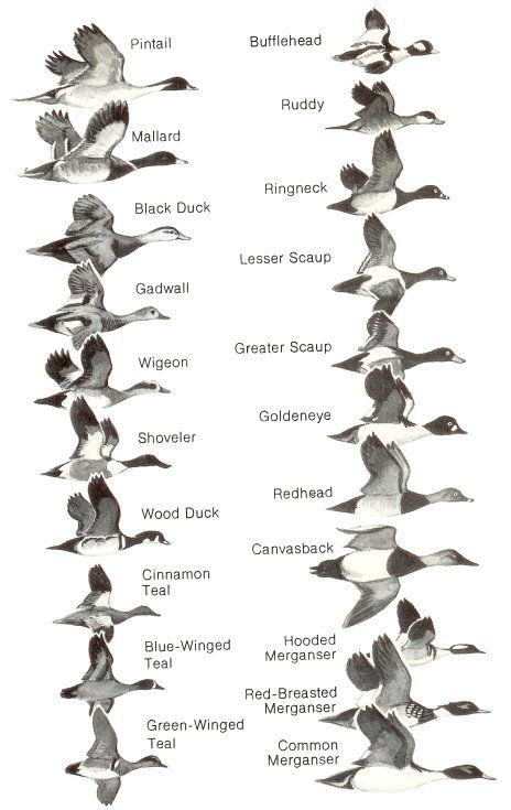 Duck Species Chart