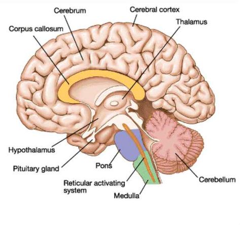 Basic layout of an inside side view of a hemisphere. - Imgur Human Brain Diagram, Brain Anatomy And Function, Human Brain Anatomy, Muscles Anatomy, Brain Diagram, Brain Models, Brain Parts, Sistem Saraf, Cerebral Cortex