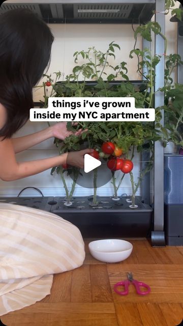 Sher on Instagram: "mid-year progress report, indoor garden edition ~🧾👩🏻‍🌾 

#indoorgardens #indoorvegetablegarden #growyourownfood #growyourownveggies #chineseeggplant #hydroponicgarden #hydroponiclettuce #clickandgrow #aerogarden #indoorhydroponics" Plants For Hydroponics, Hydroponic Wall Garden Indoor, Indoor Vegetable Garden Setup, Hydroponic Plants Indoor, Indoor Food Garden, Indoor Grow Room, Indoor Vegetable Garden, Apartment Vegetable Garden, Wall Garden Indoor