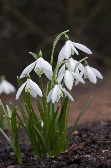 Bulb Lawn, White Perennials, Snowdrop Flowers, Growing Bulbs, Garden Types, Spring Bulbs, Winter Flowers, Fruit Garden, White Gardens