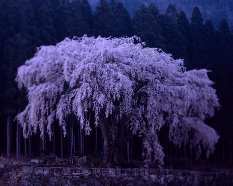 What Dreams May Come, I cried, I laughed, I got such a pause for thought.  beautiful movie...❤️ Purple Willow Tree, Dream Sequence, Tree Aesthetic, Trees Beautiful, What Dreams May Come, Wisteria Tree, Purple Tree, Purple Trees, Weeping Willow