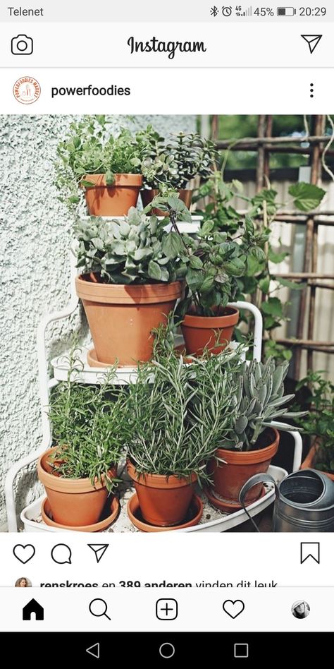 Balcony Herb Gardens, Garden Orchard, Outdoor Herb Garden, Grow Vegetables, Balcony Plants, Small Balcony Decor, Organic Vegetables, Terrace Garden, Balcony Decor