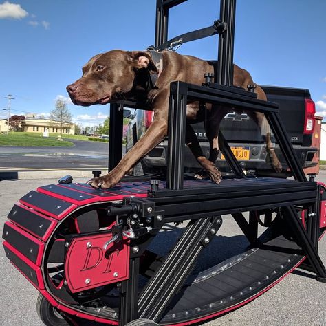 Canine Athletes - Andy Seguss on Instagram: “When only the best will do. Canine Athletes Evo Pro Slatmill by DogTrotter USA. More post-production testing. Only a few weeks away from…” Kennel Room, Dog Treadmills, Protection Dogs, Puppy Checklist, Dutch Shepherd, Dog Conditioner, Athletic Dogs, Family Compound, Fit Dogs