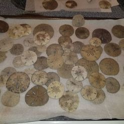 Collecting sand dollars on the beach can be a fun and exciting activity, but they often look dull from all their time spent in the salty ocean water. Learn how to carefully clean and preserve these delicate treasures and turn them into... How To Display Shells Ideas, Decorating With Sand Dollars, Framing Sand Dollars, Framed Sand Dollars Diy, Bleaching Sand Dollars, Preserve Sand Dollars, How To Bleach Sand Dollars, Framed Sand Dollars, Preserving Sand Dollars