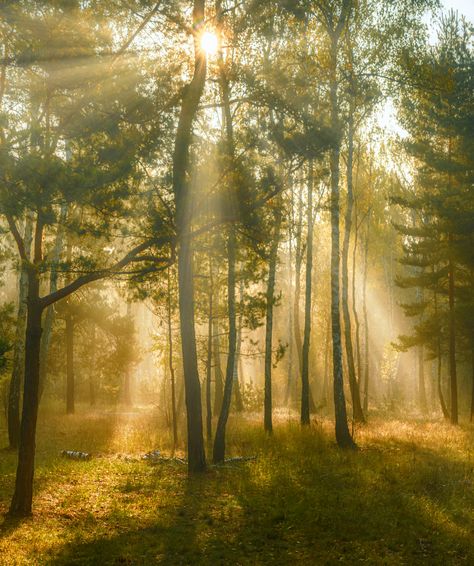 Beautifull View, Forest Core, Nature Aesthetic, In The Forest, Green Aesthetic, Planet Earth, Aesthetic Photo, The Forest, Hogwarts