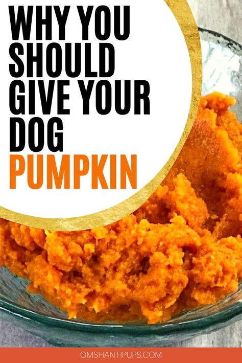 Pumpkin For Dogs, Can Dogs Eat Pumpkin, Foods Dogs Can Eat, Easy Dog Treat Recipes, Make Dog Food, Dog Biscuit Recipes, Dog Remedies, Dog Pumpkin, Easy Dog Treats