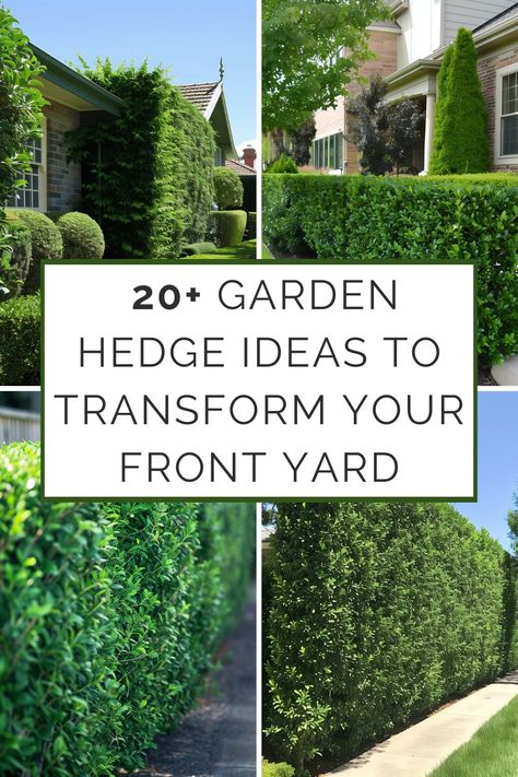 Your front yard is your home's first impression, and a well-designed hedge can be the difference between ordinary and extraordinary. Hedges aren't just about boundaries and privacy; they offer an opportunity to add structure, texture, Front Fence Hedge, Topiary Hedge Ideas, Conifer Garden Ideas, Ilex Crenata Hedge, Hedged Garden Ideas, English Yew Hedge, Hedge Bushes In Front Of House, Front Garden Hedge Ideas, Privet Hedge Front Yard