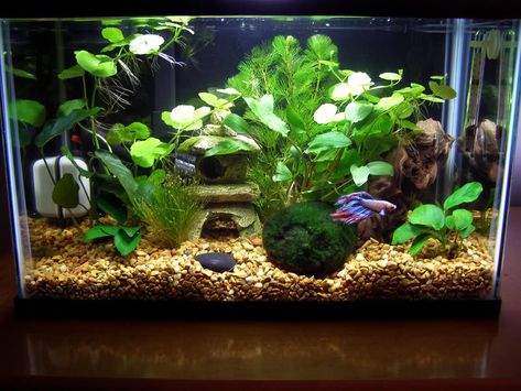 Planted 5 Gallon Betta Tank, 5 Gallon Betta Aquascape, 5 Gallon Betta Tank Ideas, 5 Gallon Aquascape, 5 Gallon Fish Tank Ideas, 5 Gallon Betta Tank, 5 Gallon Fish Tank, 5 Gallon Aquarium, Terrarium Tank