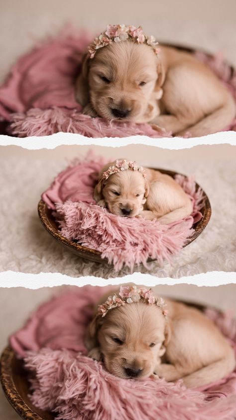 Dog Litter Photoshoot, Puppy For Sale Picture Ideas, Newborn Puppies Photoshoot, Monthly Dog Photos, New Born Puppies Photos, Newborn Puppy Photoshoot Ideas Diy, Puppy Pictures For Selling, Professional Puppy Pictures, 2 Week Old Puppy Photoshoot