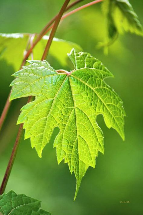 Wine Vine, Leaves Photo, Leaf Photography, Theme Nature, Leaf Drawing, 수채화 그림, Foto Art, Leaf Nature, Green Nature