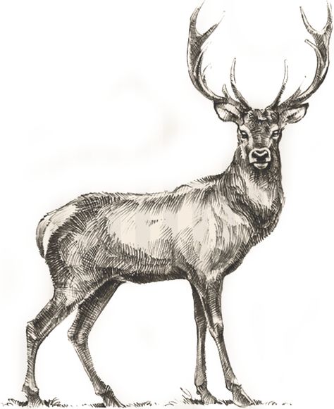 Free Coloring Pictures, Deer Sketch, Deer Coloring Pages, Deer Drawing, Wild Deer, Horse Coloring Pages, Deer Art, Vintage Deer, A Deer