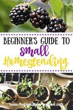 Mini Farming For Beginners, Learn To Garden, Small Beginner Homestead, Growing Food In Small Spaces, Small Beginner Garden, Self Sufficient Homestead Small Farm, Garden How To, Small Backyard Food Garden, Starting A Small Garden