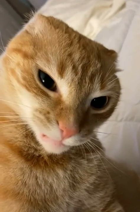 Wallpaper Gatos, Funny Orange, Ugly Cat, Cat And Dog Videos, Funny Cat Wallpaper, Silly Cats Pictures, Angry Cat, Orange Cats, Funny Cats And Dogs