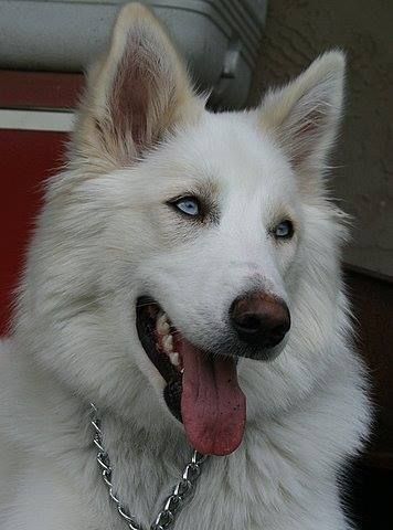 White Wolf Dog, White Gsd, European Doberman, Swiss Shepherd, German Shepherd Husky, White Husky, White German Shepherd, Scary Dogs, Doberman Dogs