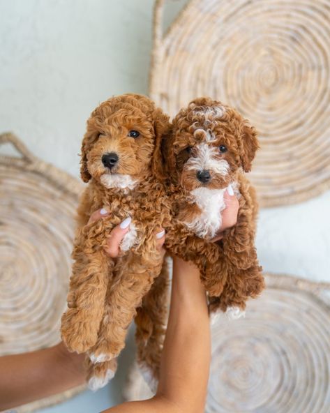 Mini Goldendoodle Generations (F1, F1B, F2, F2B, F2BB, F3): What Do They Mean? Micro Goldendoodle Full Grown, Cute Golden Doodle Puppies, Golden Doodles Puppies, Doodles Dogs Breeds, Mini Goodlendoodle, Goldendoodle Red, Mini Doodle Dog, Golden Doodle Mini, Mini Goldendoodle Full Grown