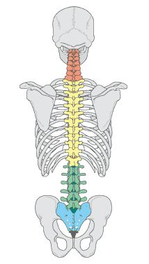 Back Anatomy, Spine Drawing, Skeleton Anatomy, Spinal Column, Human Spine, Basic Anatomy And Physiology, Skeletal System, Human Anatomy Drawing, Human Skeleton