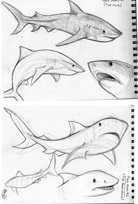 Shark drawing poses Shark Drawing, Animals Drawing, Animal Drawings Sketches, Shark Art, Pencil Art Drawings, Animal Sketches, Arte Animal, Cool Art Drawings, Art Inspiration Drawing