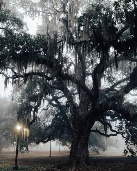 New Orleans, Louisiana Haunted New Orleans Aesthetic, New Orleans Bayou Aesthetic, Southern Gothic New Orleans, Spooky New Orleans Aesthetic, 1920s New Orleans Aesthetic, New Orleans Witch Aesthetic, Witch Aethstetic, Voodoo Aesthetic New Orleans, Mayfair Witches Aesthetic