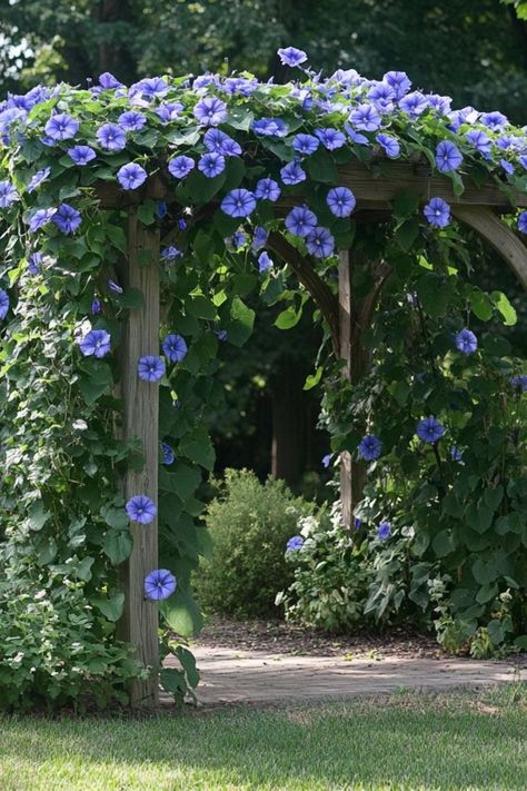 "Morning Glory is a charming and cheerful choice for brightening up your pergola with vibrant blooms! 🌿🌼 With its delicate, trumpet-shaped flowers that open with the sunrise, Morning Glory adds a splash of color and joy to any outdoor space. Quick to grow and bursting with natural beauty, this climbing plant creates a lively and inviting atmosphere, perfect for transforming your pergola into a radiant garden retreat. 😍✨ #MorningGloryMagic #ClimbingPlants #PergolaCharm #GardenJoy" Morning Glory Wedding Bouquet, Morning Glories In Hanging Baskets, Hobbie Farm, Plants For Pergolas, Buttered Noodles Recipe, Morning Glory Vine, Brunch Appetizers, Garden Archway, Post Workout Drink