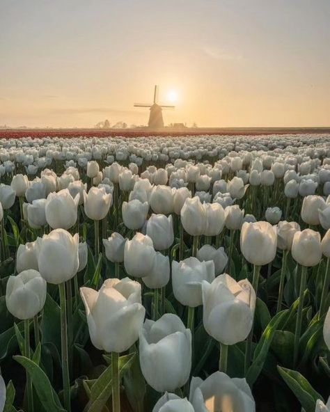 Fields of tulip 🌷 . . . . . . #flowers #field #flower #forestphotography #photography #photooftheday #picoftheday #peaceful #cozy #calm #clouds #instadaily #instagram #travelphotography One Different Flower In A Field, Calm Flowers, Peace Photos, White Flower Field, Peaceful Photos, White Flowers Aesthetic, Flower Garden Aesthetic, Fields Of Tulips, Tulip Fields Netherlands